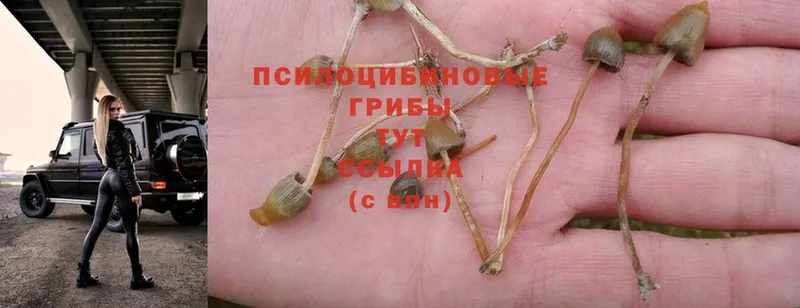 Галлюциногенные грибы Psilocybe  где продают   дарк нет состав  Ветлуга 